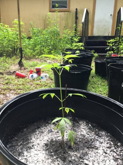 My first ever grow (outdoor) all organic