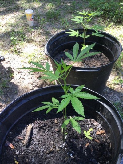 My first ever grow (outdoor) all organic
