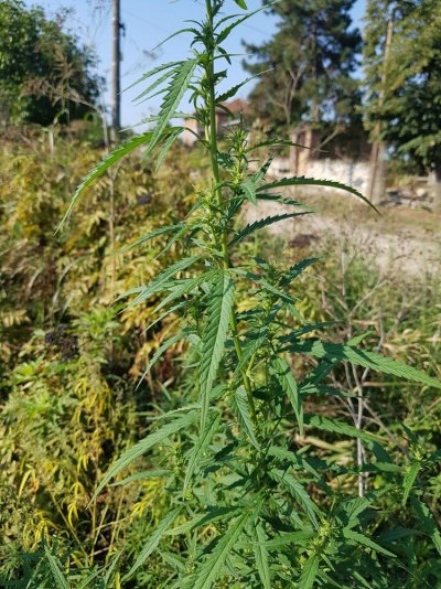 mysterious-plant-5.jpg