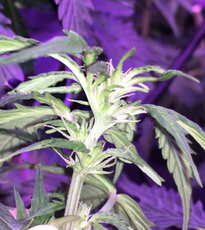 Help help help is my auto ak47 a male hermie ?   Noob can’t tell