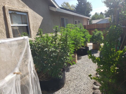 Lets see your 2019 outdoor plants!