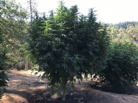 Garden Grow