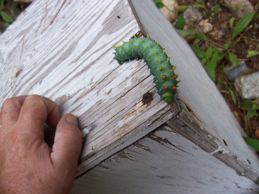 Bug hand.JPG
