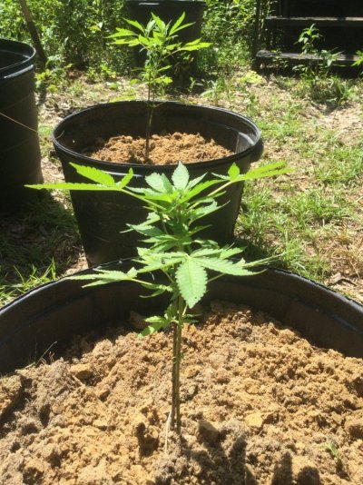 First ever grow (outdoors)