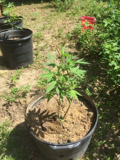 First ever grow (outdoors)