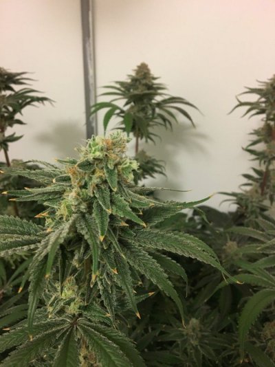 Introducing Scynce LED Grow Lights