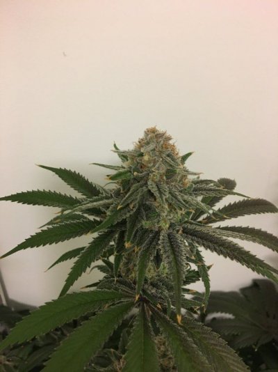 Introducing Scynce LED Grow Lights