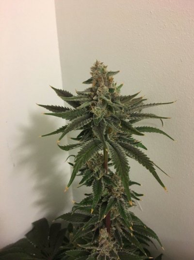 Introducing Scynce LED Grow Lights