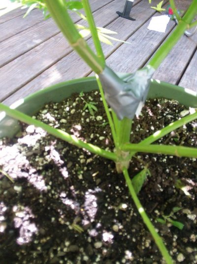 splitting-stems-3.jpg