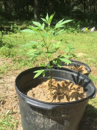 Lets see your 2019 outdoor plants!