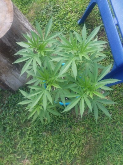 Is it too late to 'top' my plants??