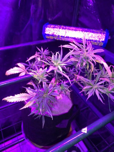 Middle leaves yellowing