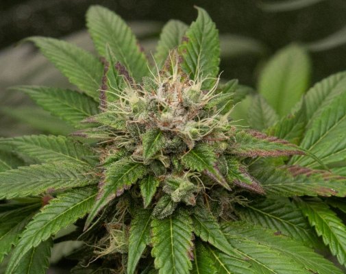Katsu's MASSIVE Pre-98 Bubba Kush Reversal Bean Run
