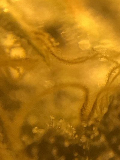 need-a-little-help-identifying-how-ripe-my-trichomes-are-pictures-attached-and-when-to-harves-12.jpg