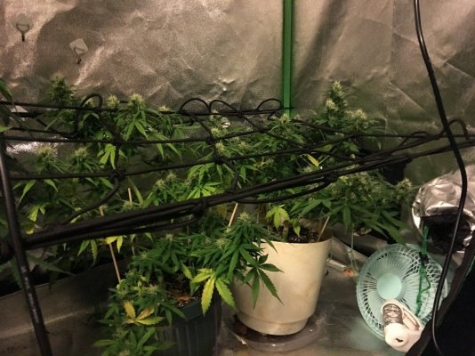 HELP with leaves on ak47 autos    Kinda noob.