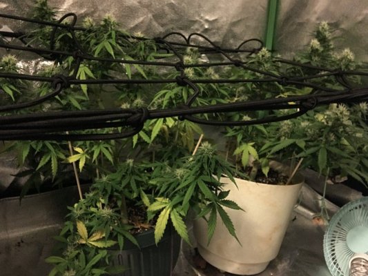 HELP with leaves on ak47 autos    Kinda noob.