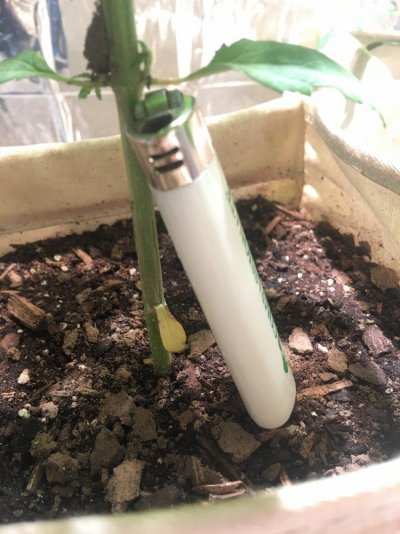 GIANT Fan Leaves