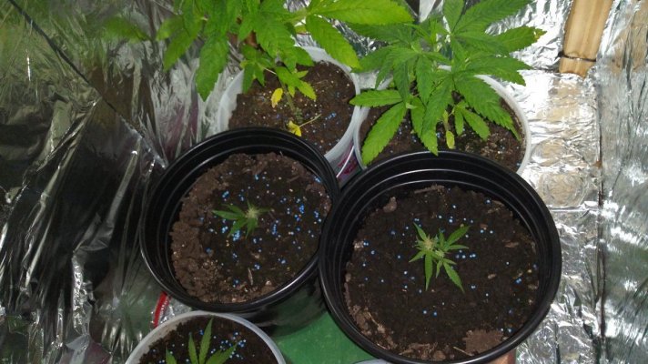 indoor-grow-newbie-8.jpg