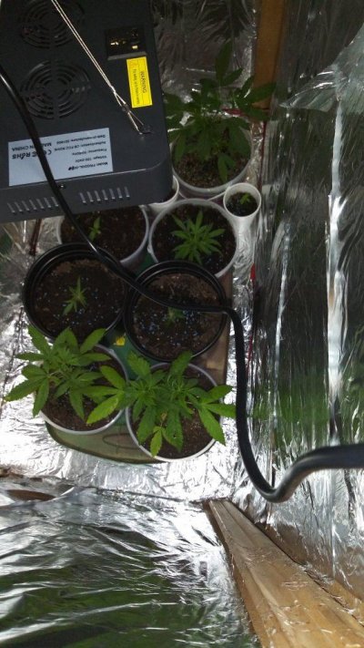 indoor-grow-newbie-11.jpg