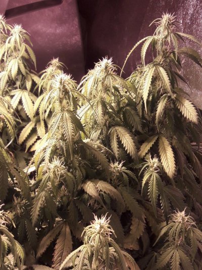 Whats wrong with my plant?