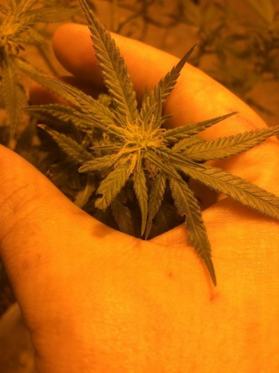 Growth Hormones for flowering stage.