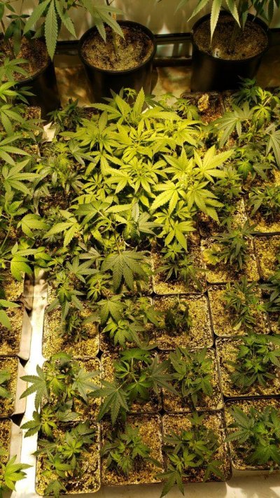 Karma Genetics  Headbanger / Mr D0p3sauce Grow Blog =]