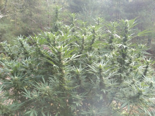 Lets see your 2019 outdoor plants!
