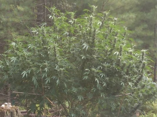Lets see your 2019 outdoor plants!