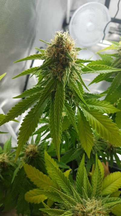 leaves-yellowing-at-5-and-half-weeks-i-to-flower-help-3.jpg