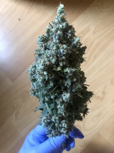 Chubs Nug Farm - 2nd Grow