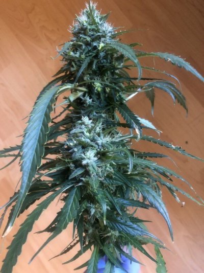 Chubs Nug Farm - 2nd Grow