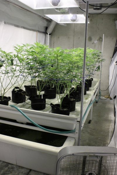 Defoliation Side By Side - Bushy Plants