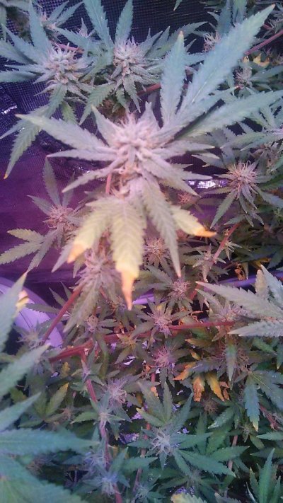 Help! lower leaves started turning yellow