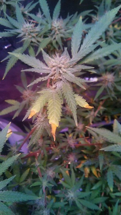 Help! lower leaves started turning yellow
