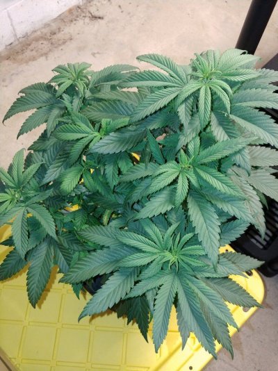SNOPLOWS BODHI GROW SHOW FEATURING BLACK LOTUS AND HOLLYWEED!