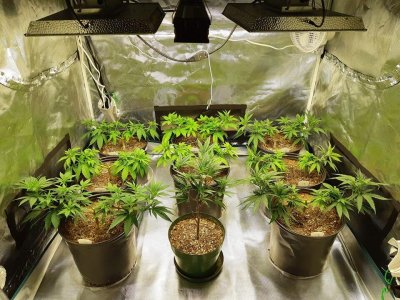 Mars Hydro Giveaway Time: Come and Win New TS or SP Grow Kit