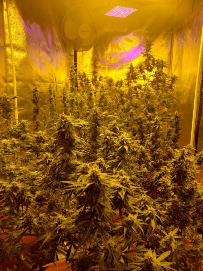 Mars Hydro Giveaway Time: Come and Win New TS or SP Grow Kit