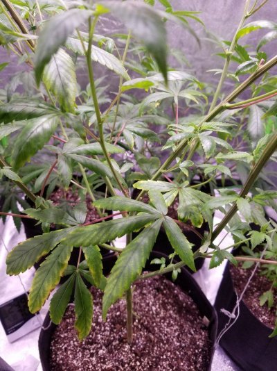 nute burn or def?