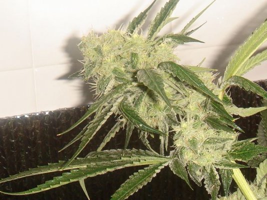 Jerry's Pictures of plant 057.jpg