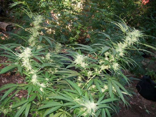 Papa Kush's OUTDOOR Grow Log - 2010