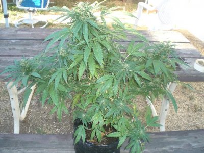 Suge nite's pure kush anyone?????