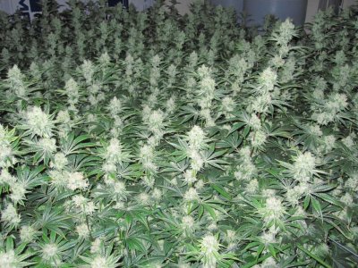 House & Garden Nutes., Under Current Systems, 30,000 Watts, 10 Tons of A/C, Co2