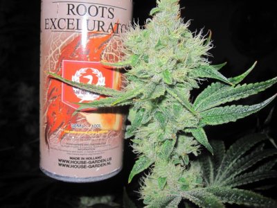 House & Garden Nutes., Under Current Systems, 30,000 Watts, 10 Tons of A/C, Co2