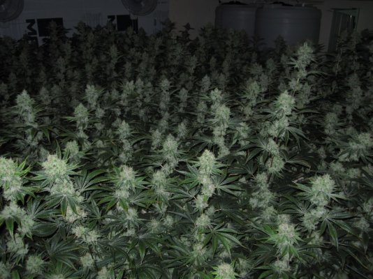 House & Garden Nutes., Under Current Systems, 30,000 Watts, 10 Tons of A/C, Co2