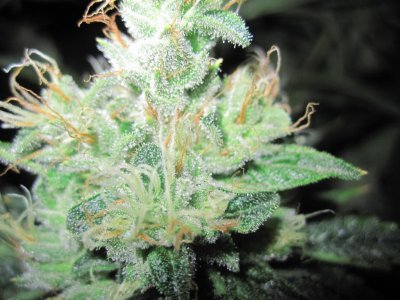 House & Garden Nutes., Under Current Systems, 30,000 Watts, 10 Tons of A/C, Co2