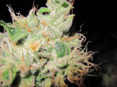 House & Garden Nutes., Under Current Systems, 30,000 Watts, 10 Tons of A/C, Co2