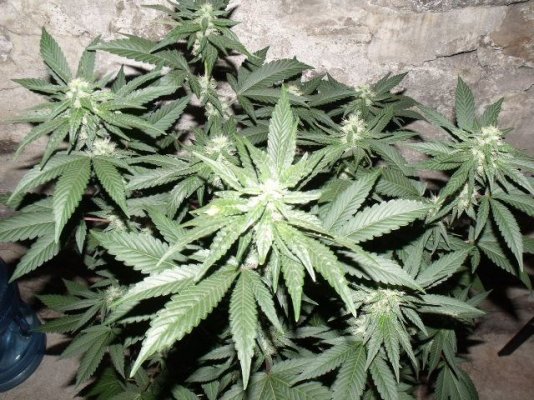 Pre-98 Bubba Kush(S1)Cali-Connect
