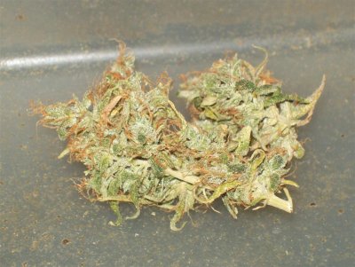 Sweet Blue berry pheno.jpg