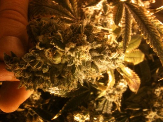 House & Garden Nutes., Under Current Systems, 30,000 Watts, 10 Tons of A/C, Co2
