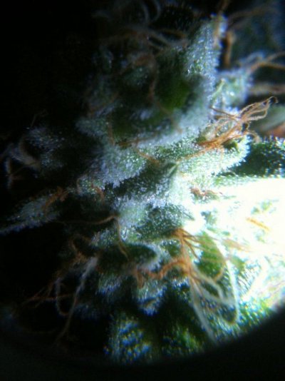 House & Garden Nutes., Under Current Systems, 30,000 Watts, 10 Tons of A/C, Co2